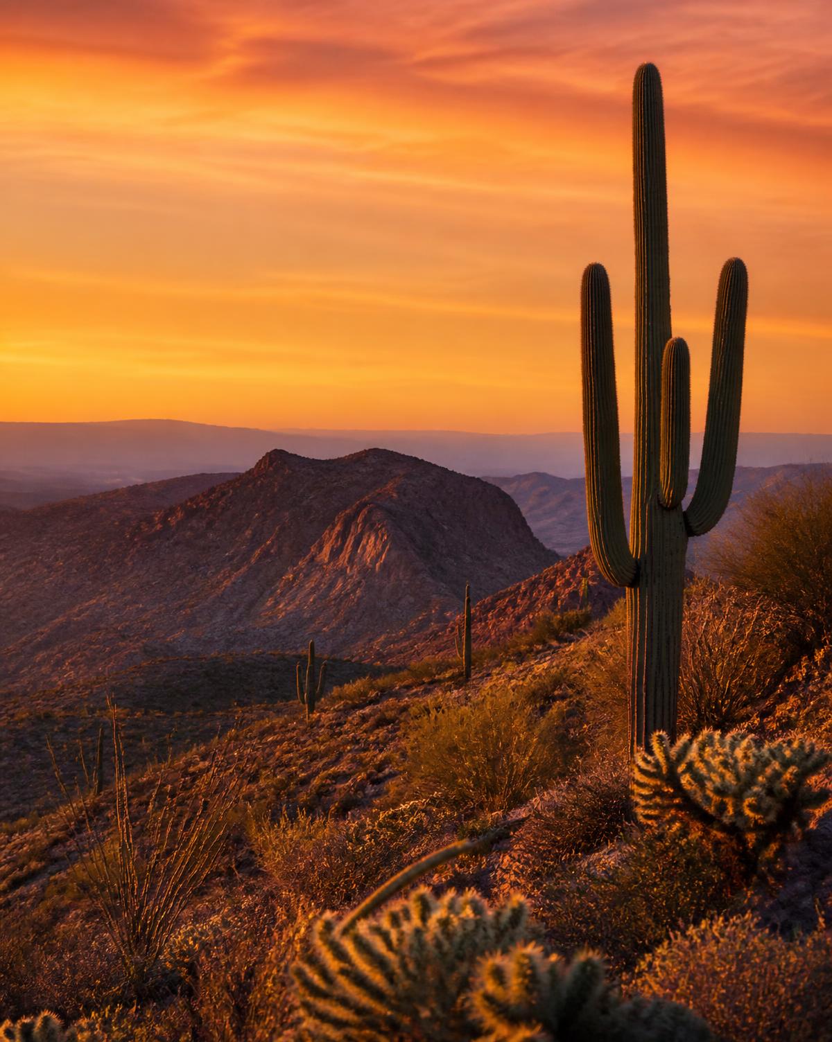 Sonoran desert mountains and saguaro cactus at sunset