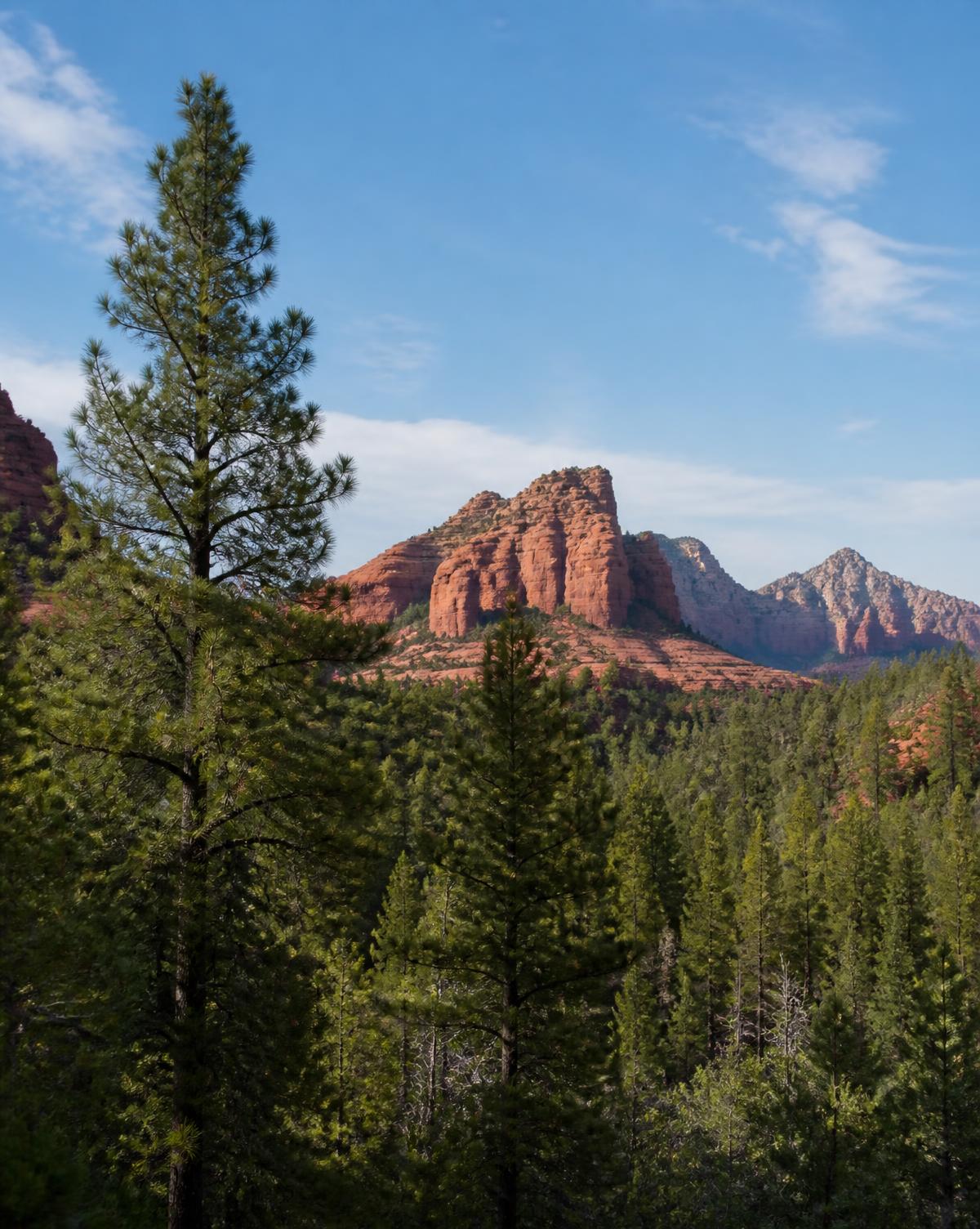 Northern Arizona pine forest with red rock formations